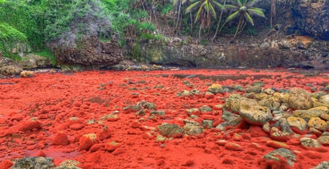 Çiftleşme göçü başladı! Ada kırmızıya büründü!