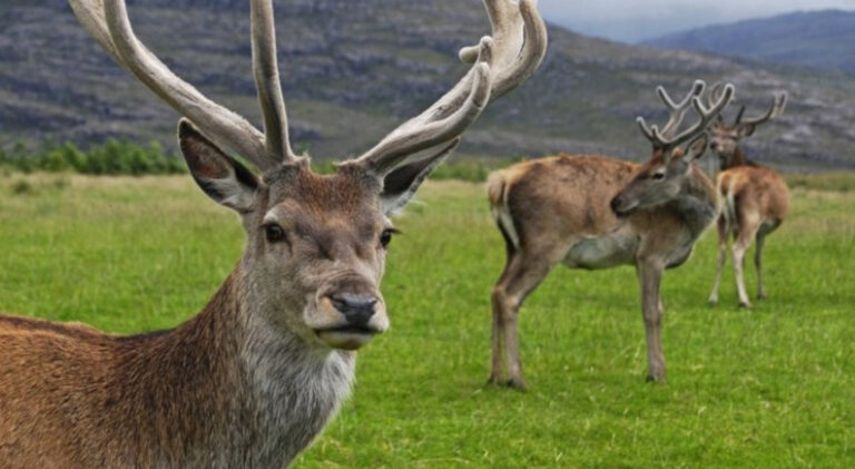 Kızıl geyik avına mahkeme dur dedi