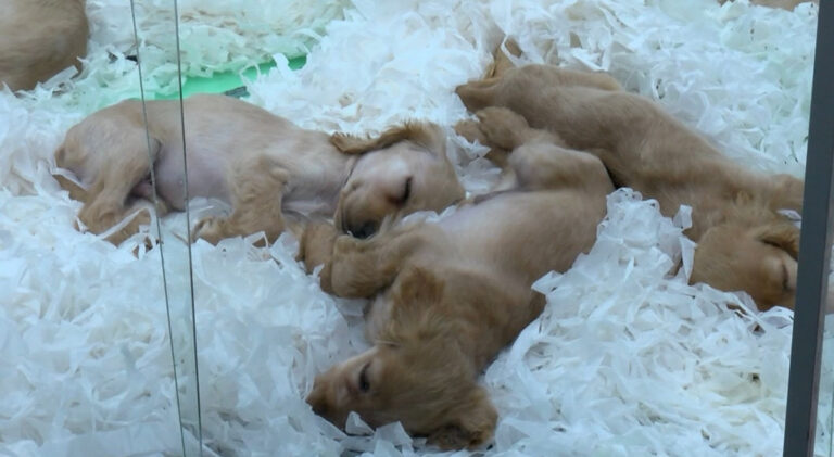 Hayvan haklarında yeni dönem: Pet shop sahipleri son 7 ayınız!