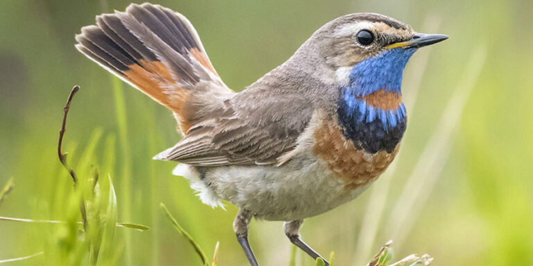 Kuş sesleri dünyaca ünlü şarkıcıları geride bıraktı