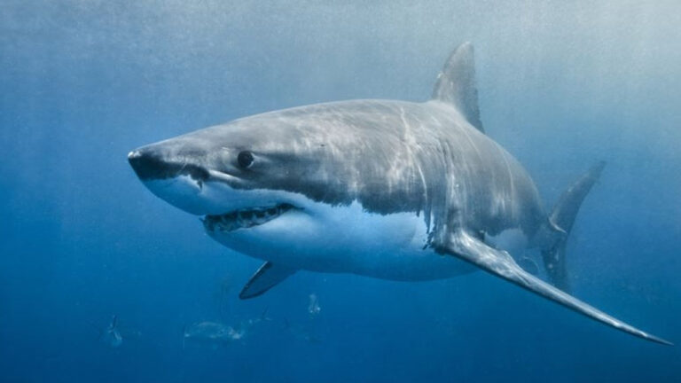 Bilim insanlarından şaşırtan açıklama: Omicron’a köpek balıkları çare olacak!