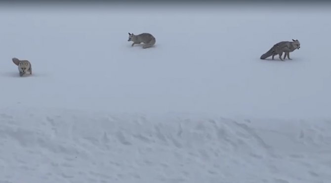 Karla kaplı arazide karşılaştıkları tilkileri elleriyle beslediler