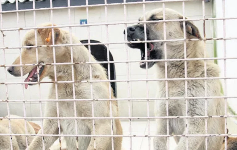 ‘Yaşamaz’ dediler, şimdi 4.5 aylık mutlu