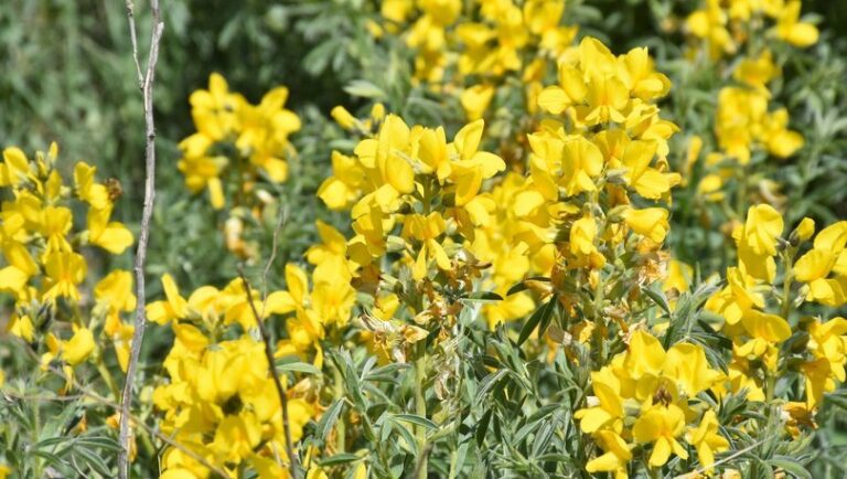 Bu bitkiyi koparmanın cezası 109 bin TL