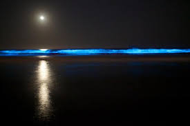 Denizde mavi ışık heyecanı! Photoshop değil gerçek Bu bir sihir gibi…
