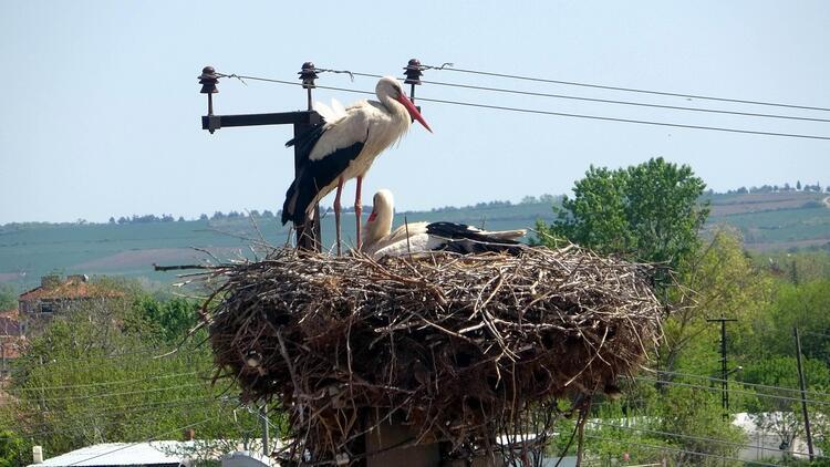 İsmayıl ve Fatme 10 yıldır aynı direğe yuva kuruyor