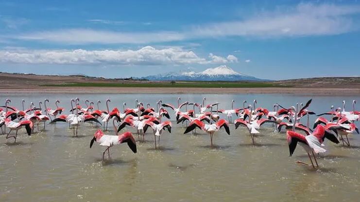 Göç yolundaki flamingolardan renkli mola