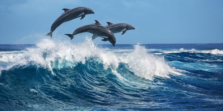 Savaş, Karadeniz’deki Yunus Sayısını Azaltıyor