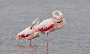 Türkiye’deki  flamingolara uydudan takip