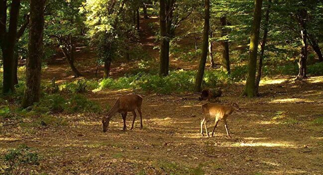 İstanbul’da ilginç görüntü: Fotokapana yakalandılar