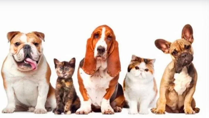 Artık petshop vitrinlerinde kedi ve köpek satışı yasak