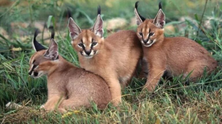 Vurma beni: Av izni verilen hayvanlar için 120 bin imza