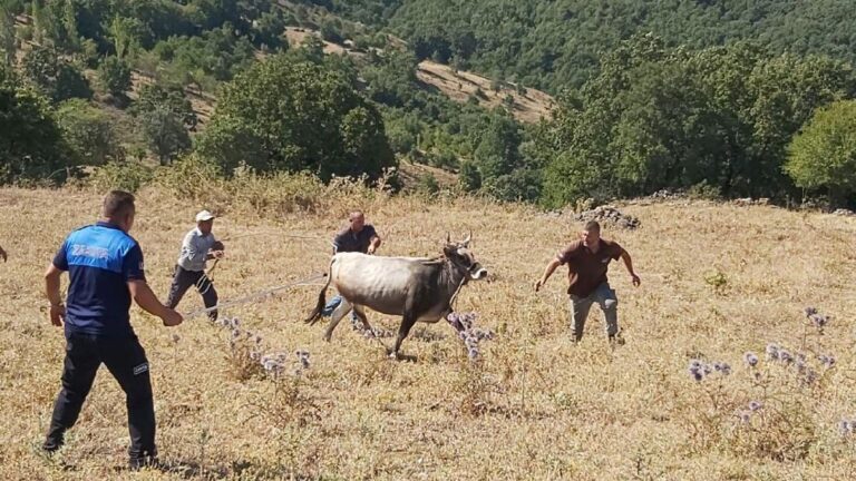 Bayramda kaçan ve 25 gün sonra bulunan boğaya Ahbap talip oldu