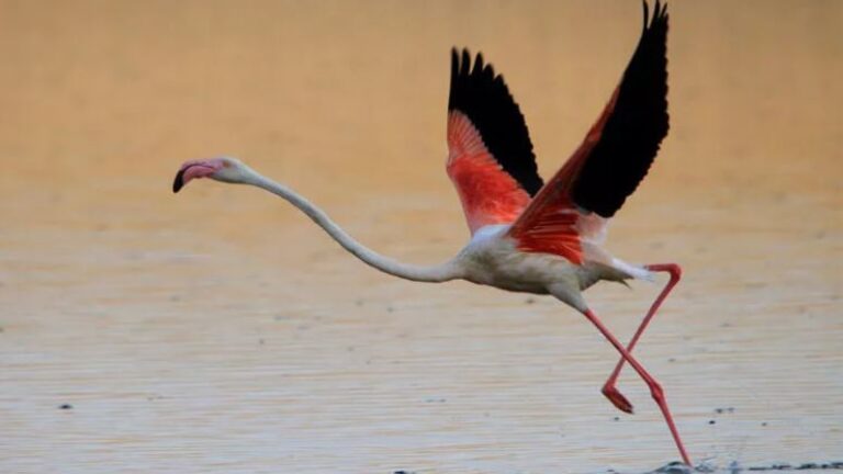Bakan Murat Kurum’dan flamingolar için 4 kilometrelik ‘can suyu’ talimatı