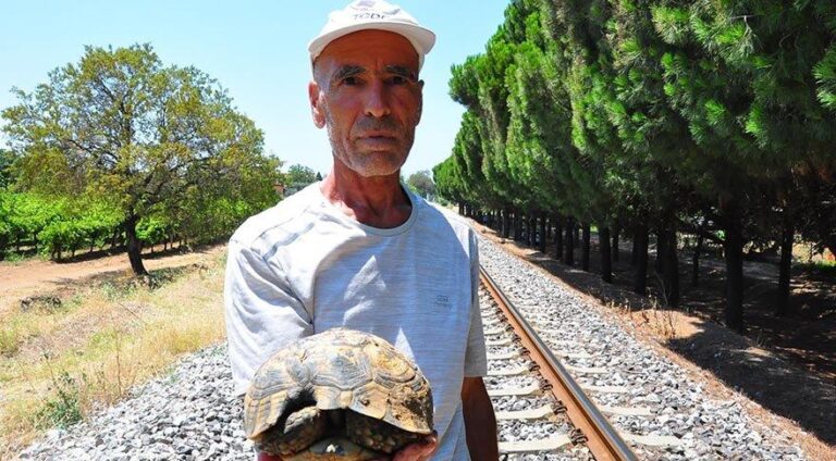 Kaplumbağa kurtarıcısı Mehmet Amca