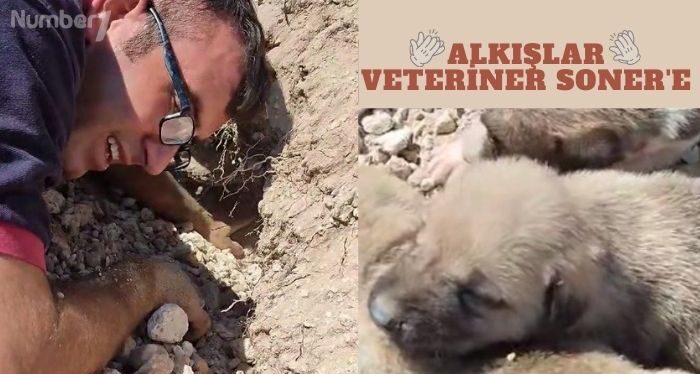 Toprağı tırnaklarıyla kazıyarak 7 yavru köpeği kurtardı