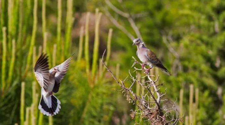 Kuşları vuracaklar: 29 kuş türü ve 5 memeli, av listesinde