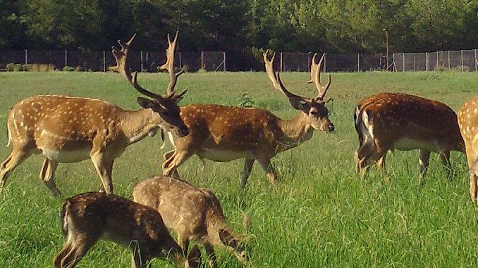 Alageyik sayısında rekor artış
