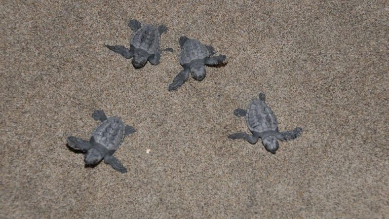 5 bininci yavru caretta caretta Akdeniz’e ulaştı
