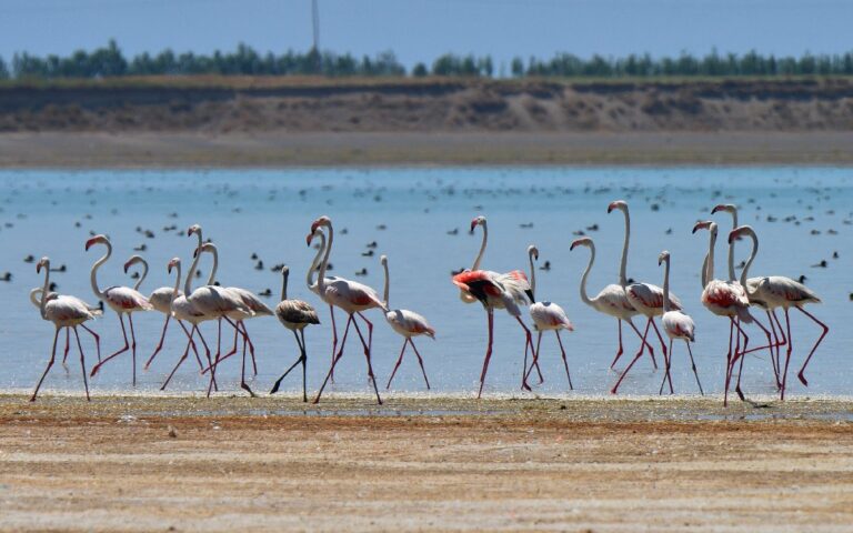 Flamingolardan görsel şölen