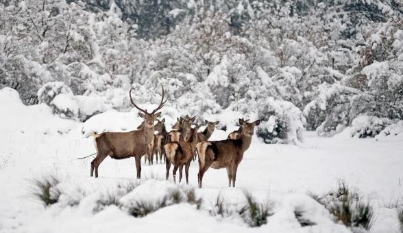 14 bin liraya geyik avı ihalesine tepki