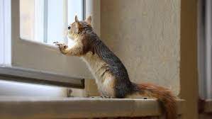 Büyük Manavgat yangınından kurtulan sincap, doğaya döneceği günü bekliyor