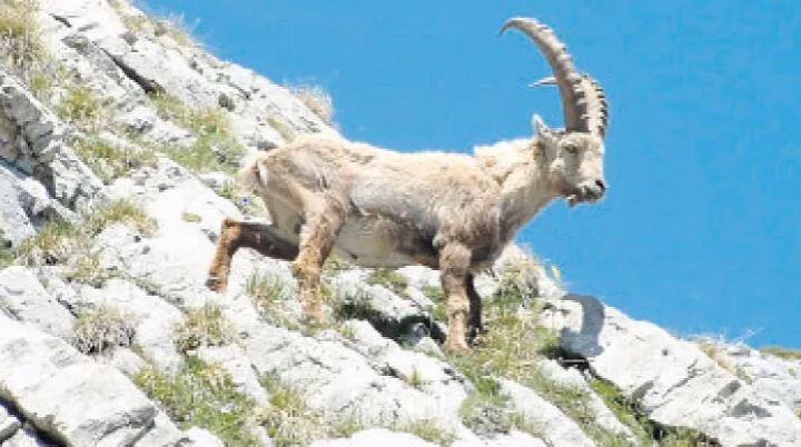 Yaban hayvanları için bakanlığa dava