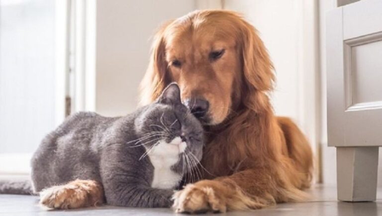 Yasa çıktı ne değişti?