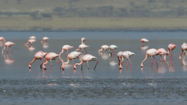 Tuz Gölü’nde kuraklığa karşı alınan tedbirler sonuç veriyor