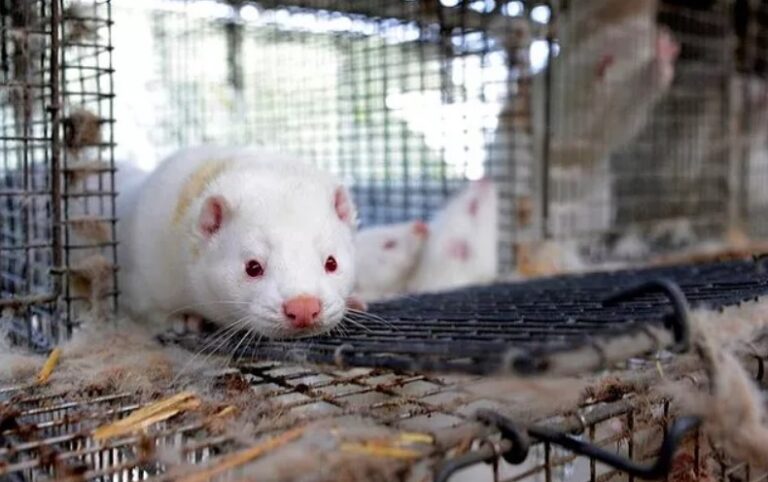 Çalınan 40 bin vizon doğaya salıverildi