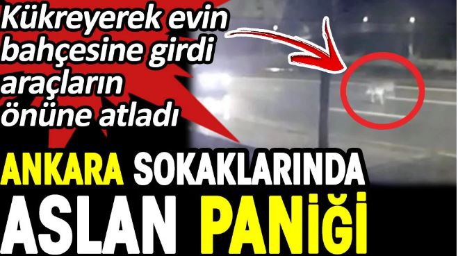 Ankara’da ‘aslan’ paniği