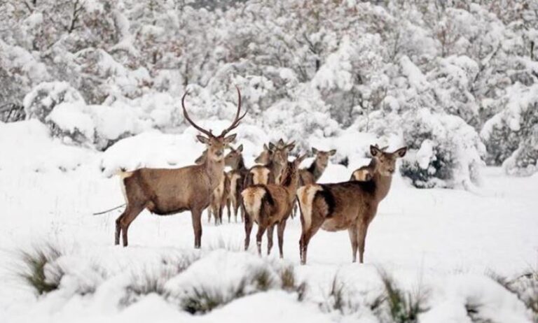 Mahkeme av ihalesinde bir kez daha yürütmeyi durdurdu