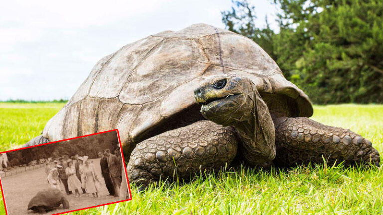 Jonathan 190 yaşında: Üç gün üç gece kutlama