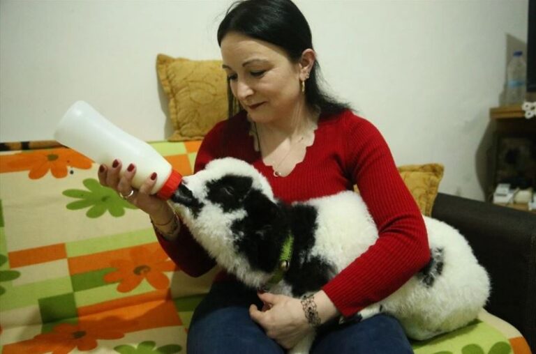 Altunordu Ailesi, evlerinde aldıkları kuzuya adeta bebek gibi bakıyor