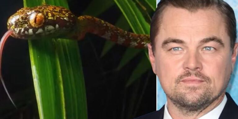 Leonardo DiCaprio annesinin ismini bir yılana verdi