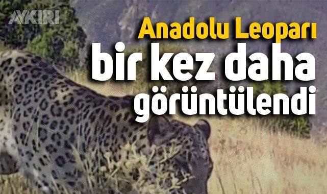 Tarım ve Orman Bakanı Kirişci’den Anadolu Leoparı paylaşımı
