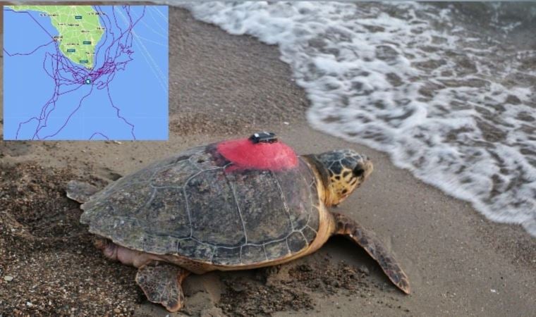 Caretta caretta ‘Tuba’yı 7 milyon 767 bin kişi izledi