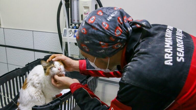 Depremde hayvanlar unutulmadı