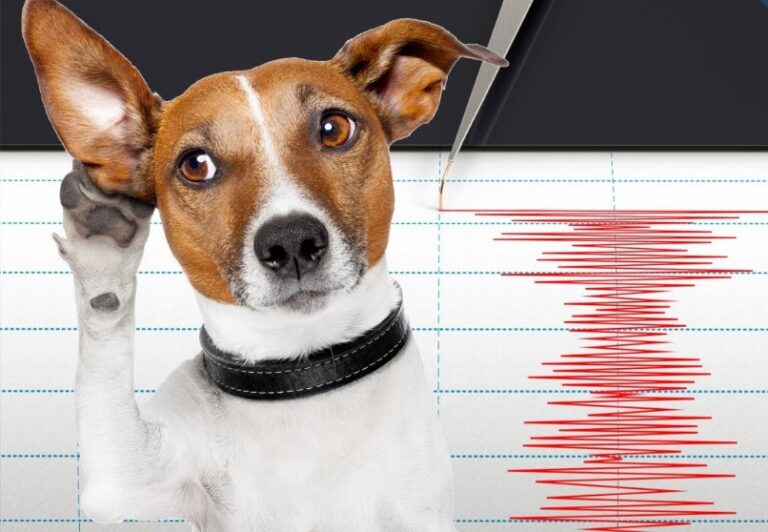 Kuşlar, kediler, köpekler, balıklar depremi hisseder mi?