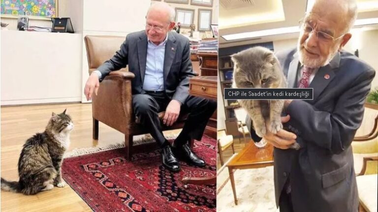 CHP ile Saadet’in kedi kardeşliği