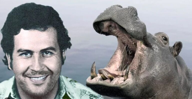 Escobar’ın su aygırları için 1 milyon dolarlık karar