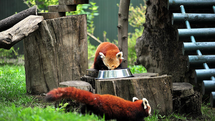 Nesli tükenmekte olan kızıl panda eşine kavuştu