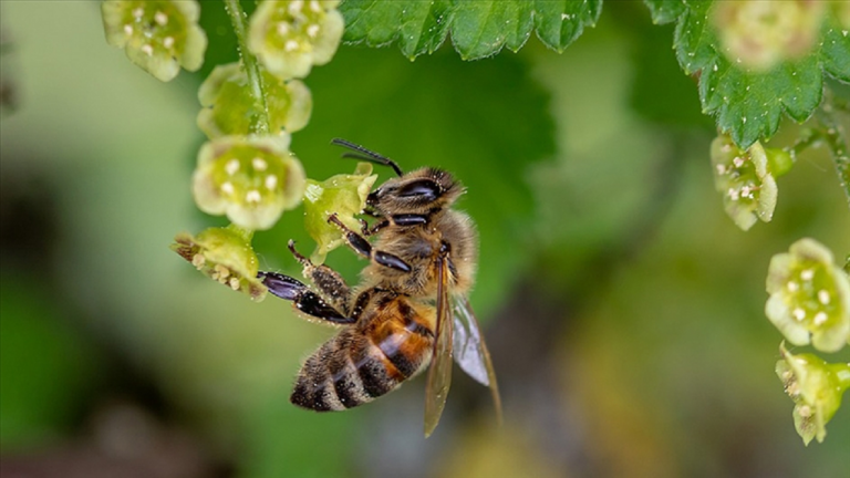 İklim değişikliği arıların hayatta kalma şansını azaltıyor
