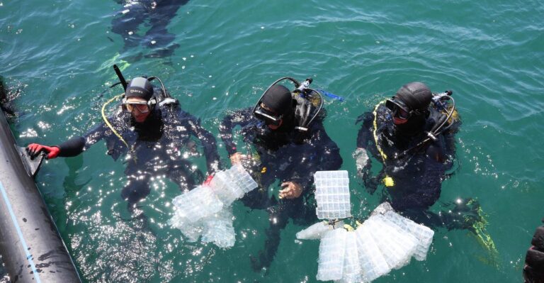 Gelibolu’da denize 300 ıstakoz bırakıldı
