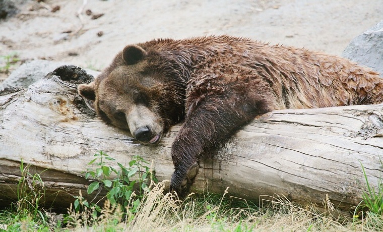 Antalya’da kış uykusuna yatamayan hayvanlar strese girdi