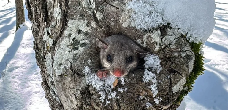 Yediuyur kış uykusu için doğaya bırakıldı