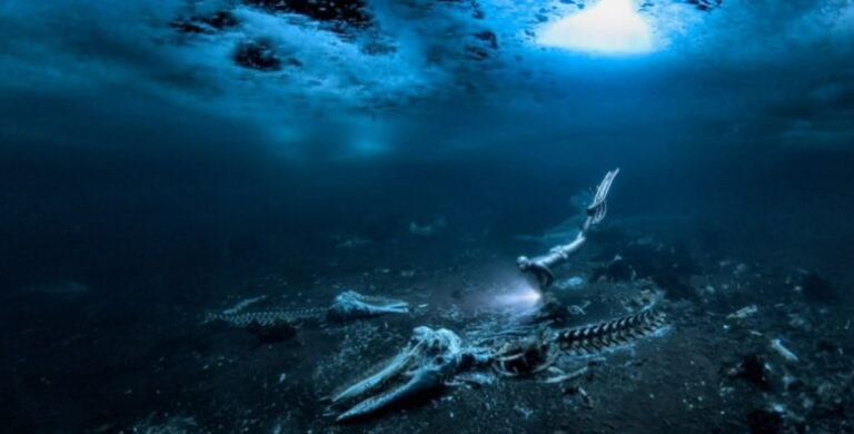 Yılın Sualtı Fotoğrafçısı Ödülü’nü kazanan eser belli oldu