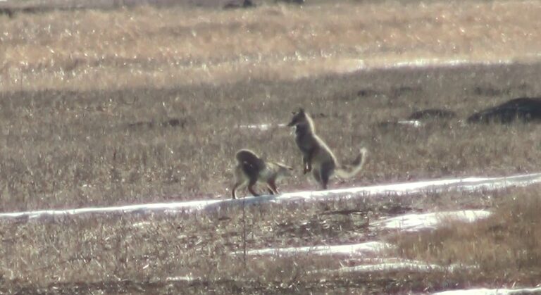 Kars’ta eşine kur yapan tilki böyle görüntülendi