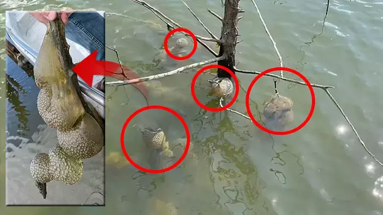 Gölde keşfedildi uzaylı yumurtası sandılar