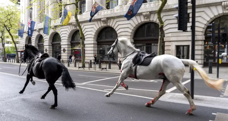 Londra’da kaçan Kraliyet atları ortalığı birbirine kattı